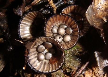 Bird's Nest Fungi