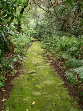 Verdant Pathway